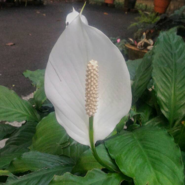 Plant image Spathiphyllum wallisii