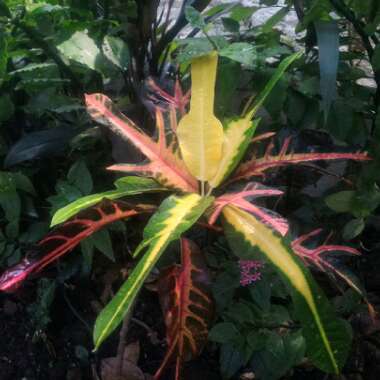 Codiaeum variegatum 'Oakleaf'