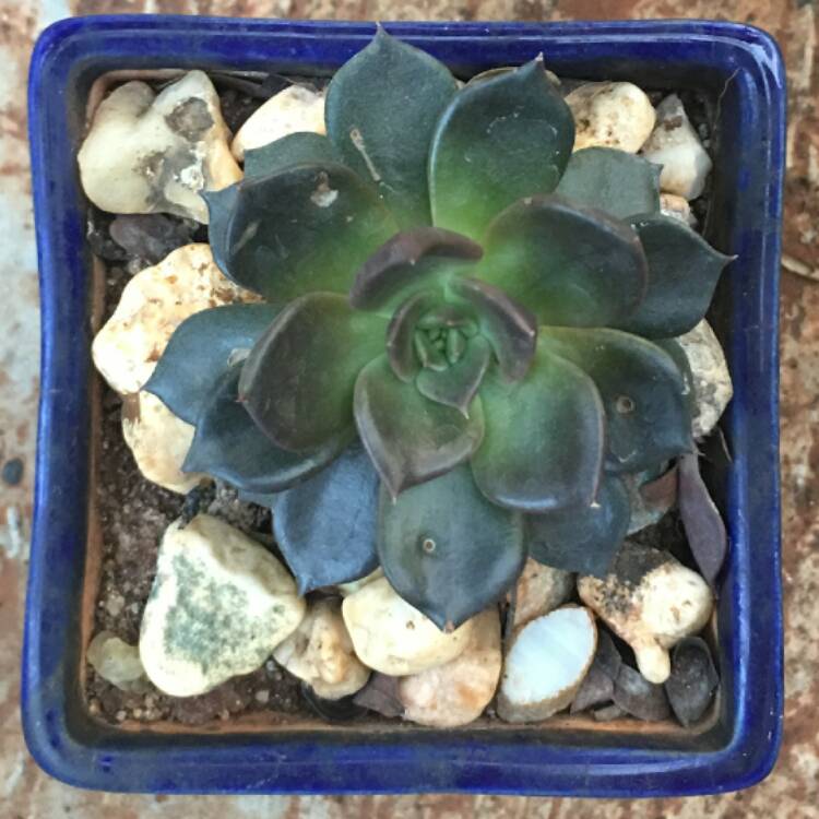 plant image 608791