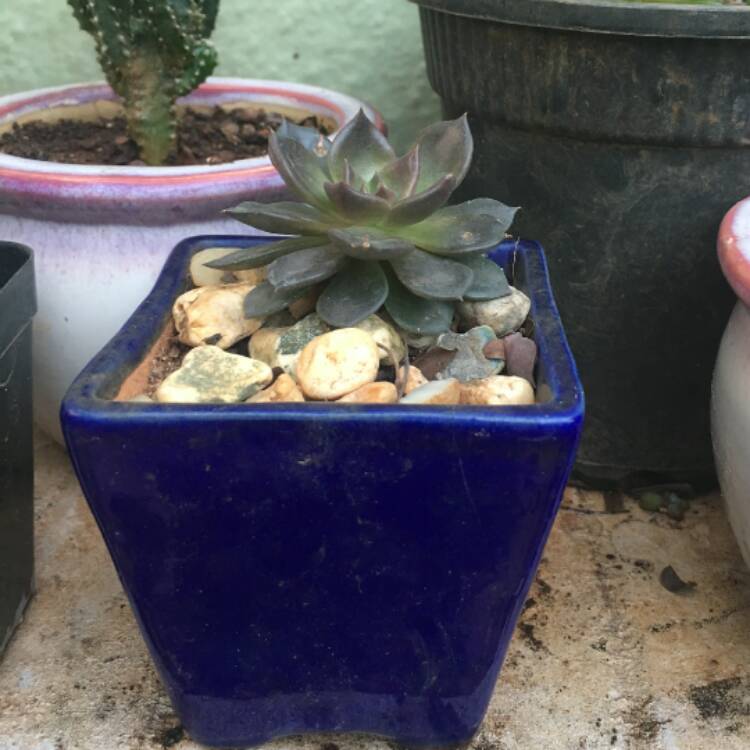 plant image 608792
