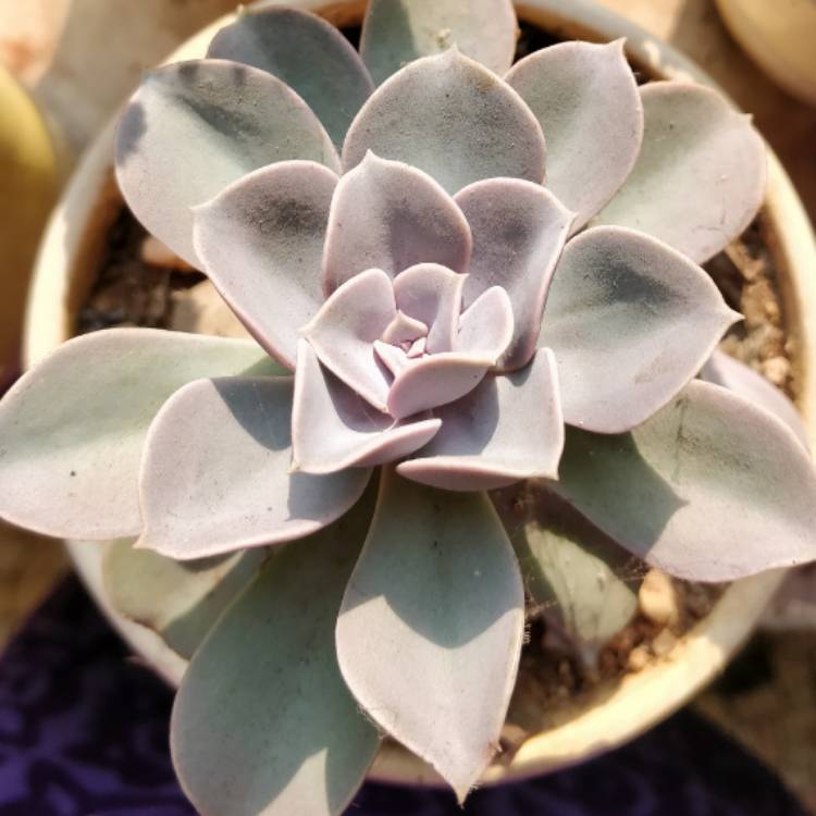 plant image 616112