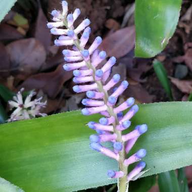 Aechmea gamosepala