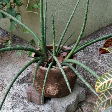 Sansevieria cylindrica