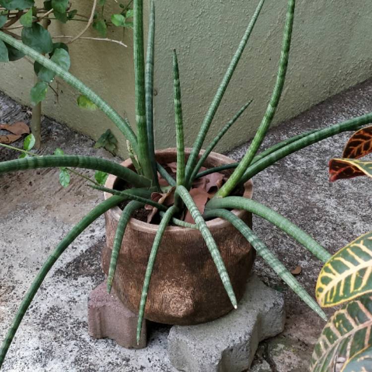 plant image 617963