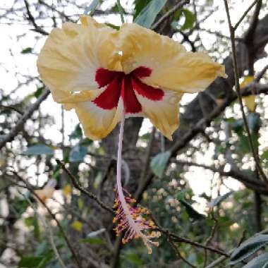 Hibiscus