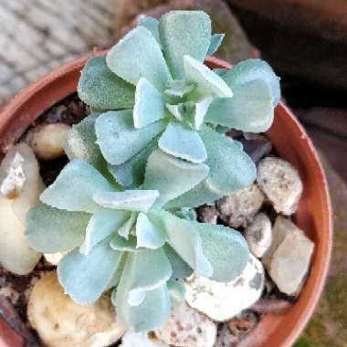 Echeveria Runyonii var. Topsy Turvy