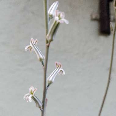 Haworthiopsis limifolia syn. Haworthia limifolia