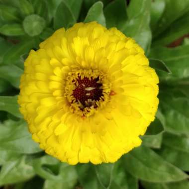 Calendula officinalis 'Gold Star'