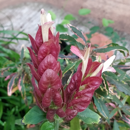 plant image 630563