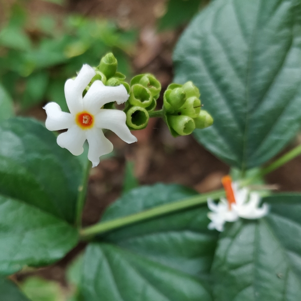 plant image 630574