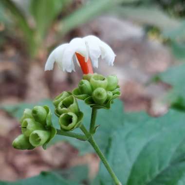 Nyctanthes arbor-tristis