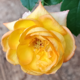 Rosa (Floribunda)