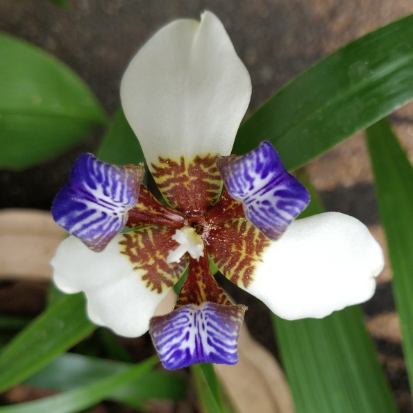 plant image 641708 plant image 641708