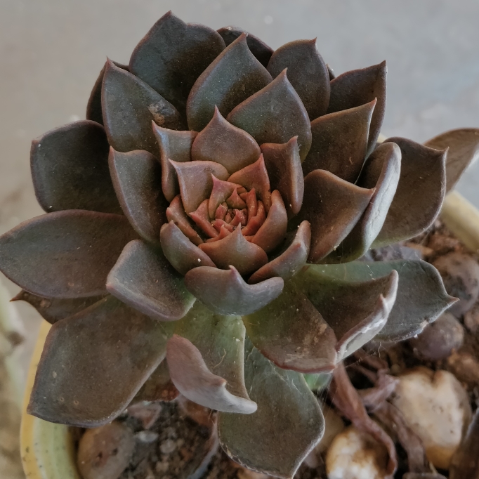 plant image 645626