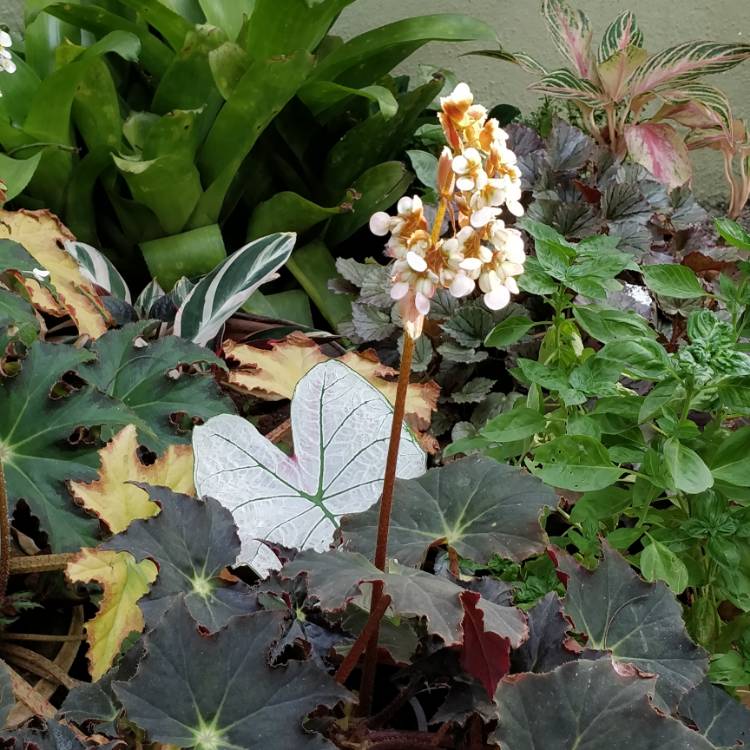 plant image 647166 plant image 647166