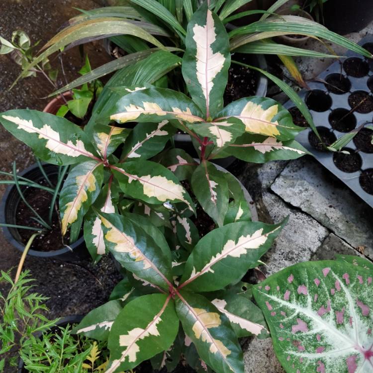 plant image 647678 plant image 647678