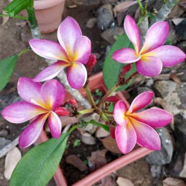 Plumeria rubra 'Aussie Pink'