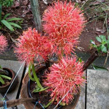 Scadoxus multiflorus subsp. katherinae