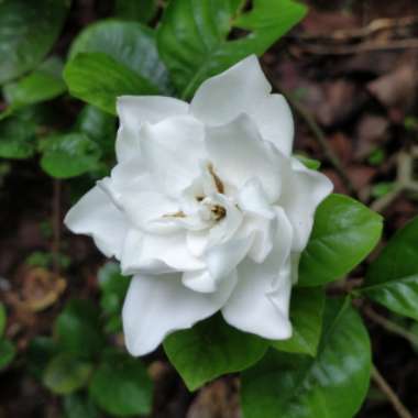 Gardenia Jasminoides