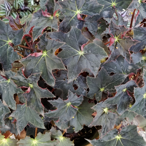 plant image 773658 plant image 773658