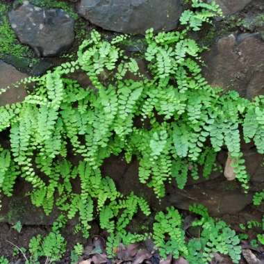 Adiantum Raddianum 'Fragrantissimum'