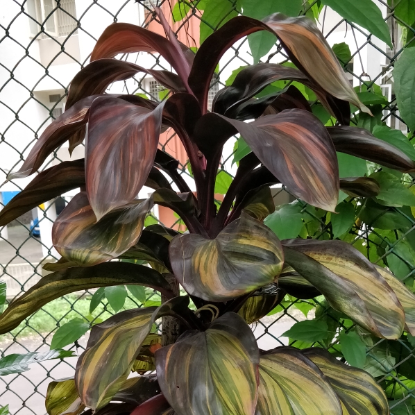 plant image 791411 plant image 791411