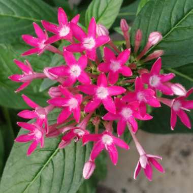 Pentas lanceolata 'Starcluster Pnk'