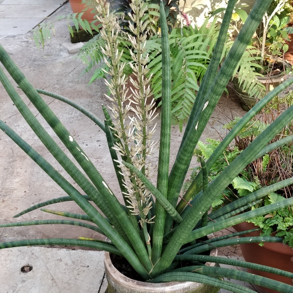 plant image 940294