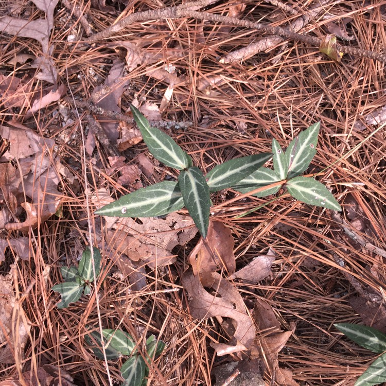 plant image 321412