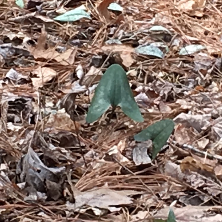 plant image 321413
