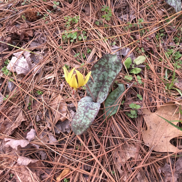 Plant image Erythronium Grandiflorum