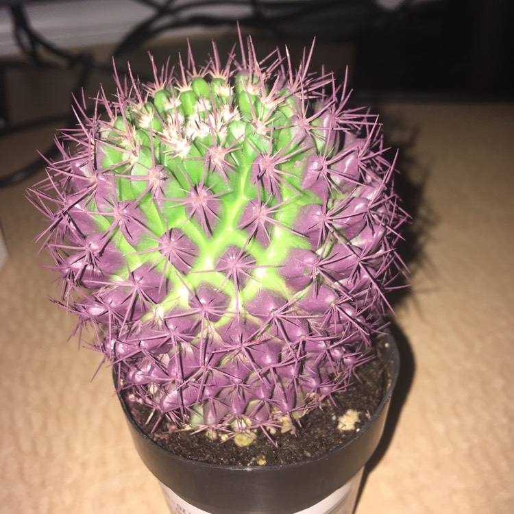 Plant image Mammillaria spinosissima