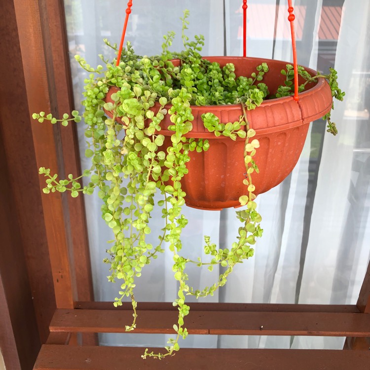 Plant image Pilea Depressa 'Baby Tears'