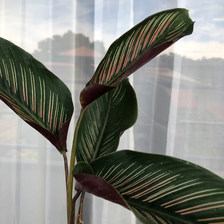 plant image 1392184 plant image 1392184