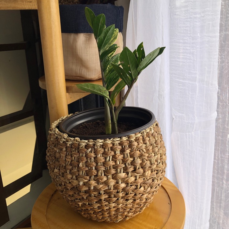 Plant image Zamioculcas zamiifolia 'Variegated'