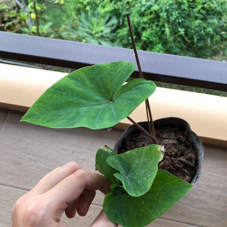 Plant image Colocasia esculenta 'Tea Cup' syn. Colocasia esculenta 'Coffee Cups'