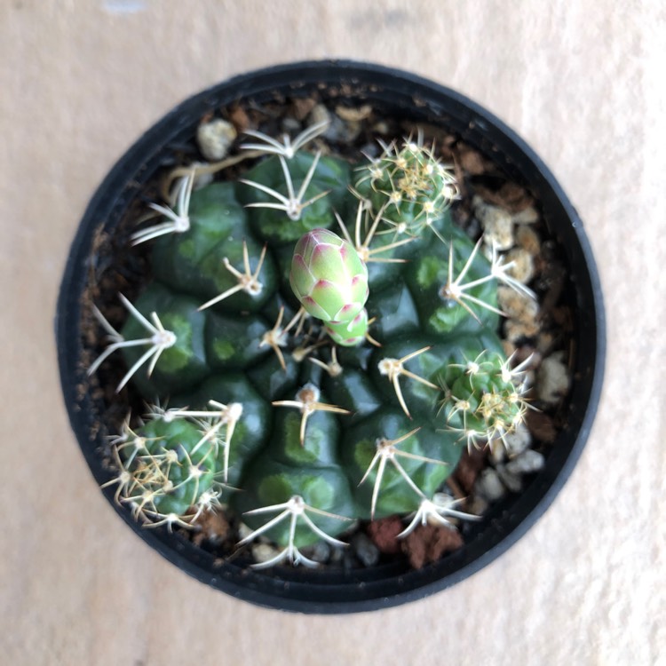 plant image 1407016 plant image 1407016