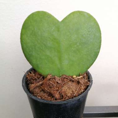 Hoya kerrii
