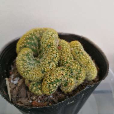 Mammillaria elongata 'Cristata'