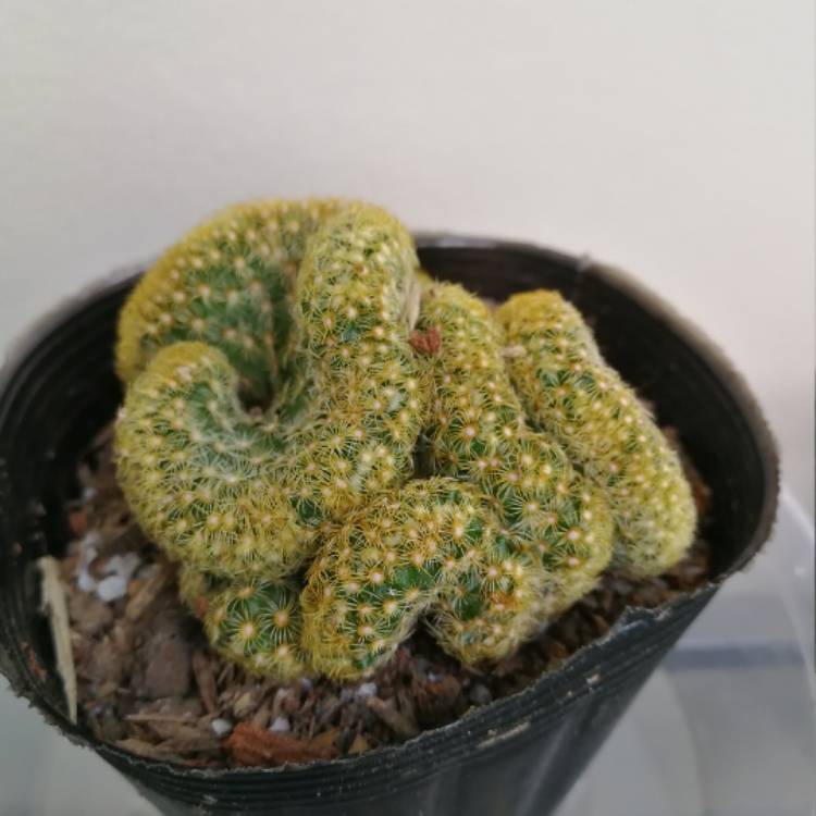 Plant image Mammillaria elongata 'Cristata'