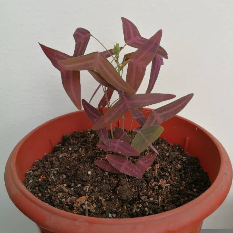 Plant image Christia Vespertillionis