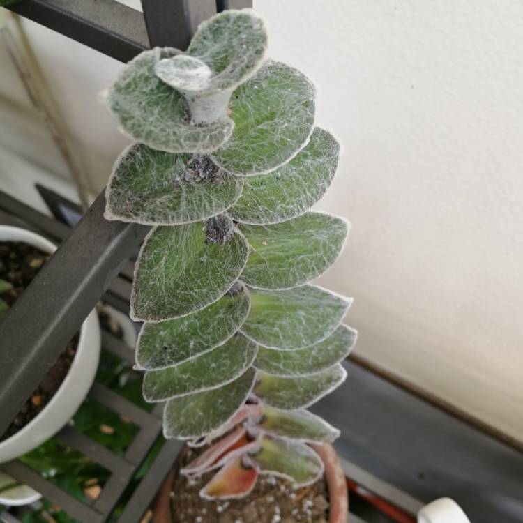 Plant image Tradescantia sillamontana