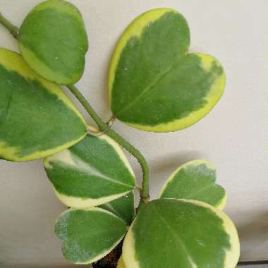 Hoya kerrii