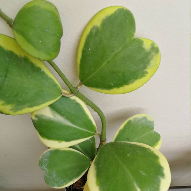 Plant image Hoya kerrii