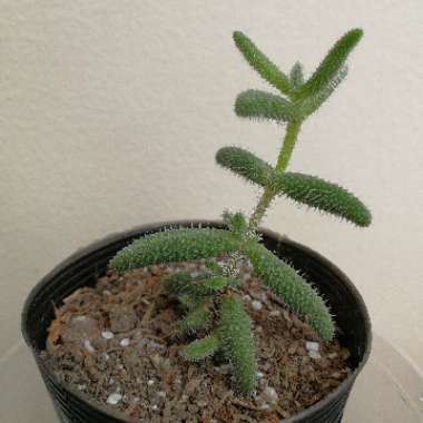 Delosperma echinatum syn. Delosperma pruinosum