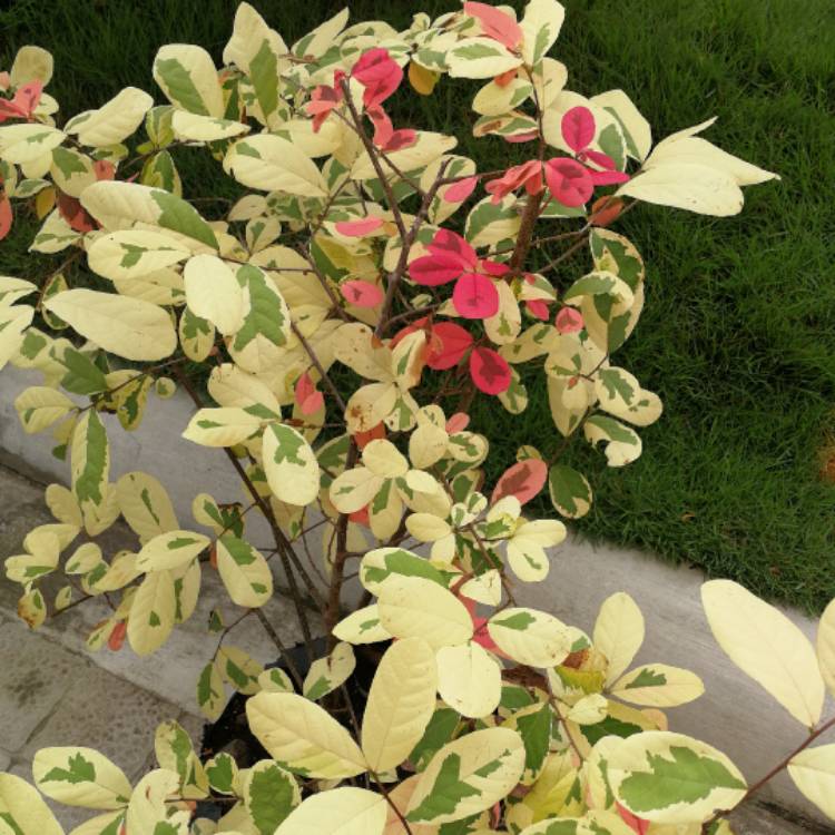 Plant image Breynia disticha