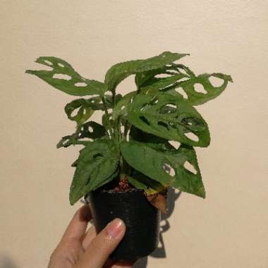Monstera deliciosa