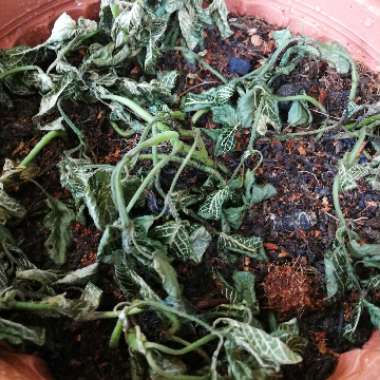 Fittonia argyroneura 'White Anne'
