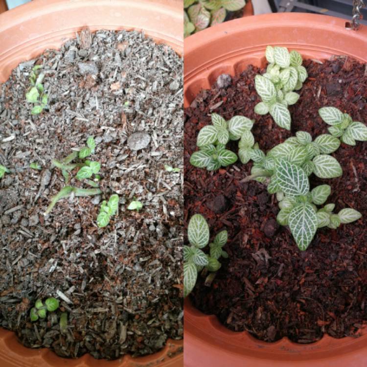 Plant image Fittonia argyroneura 'White Anne'