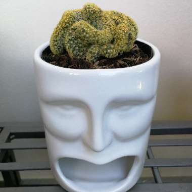 Mammillaria elongata 'Cristata'